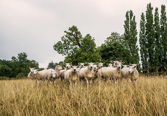 Newnham Flocks