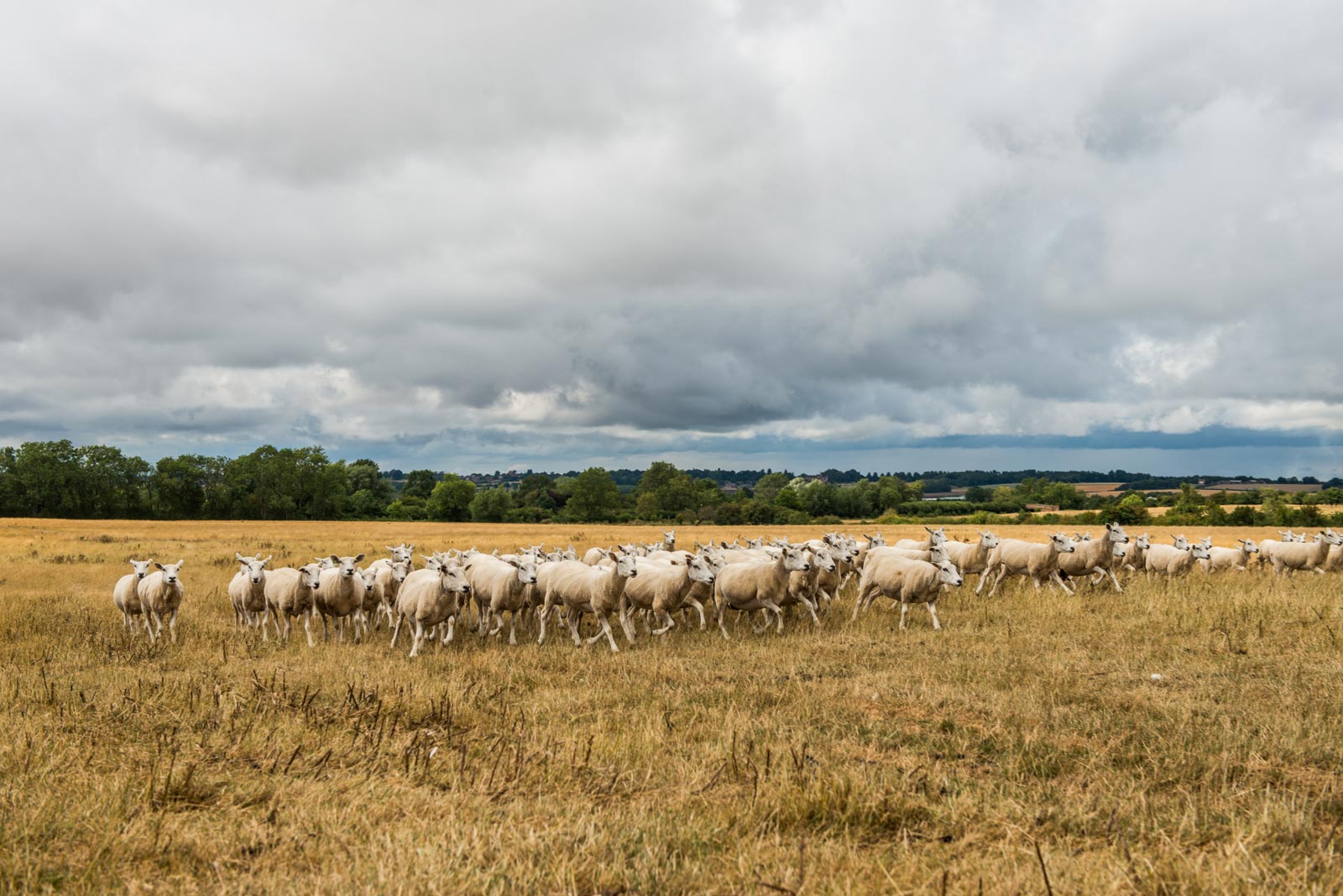 Newnham Hall Farms