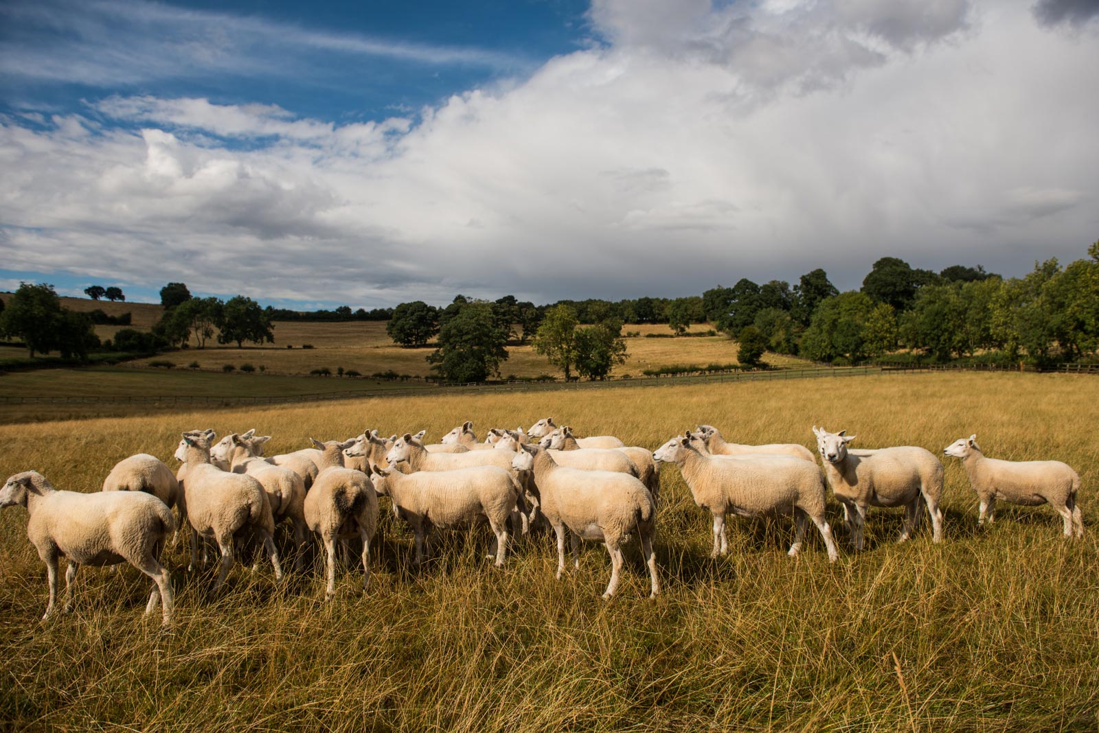 Newnham Hall Farms