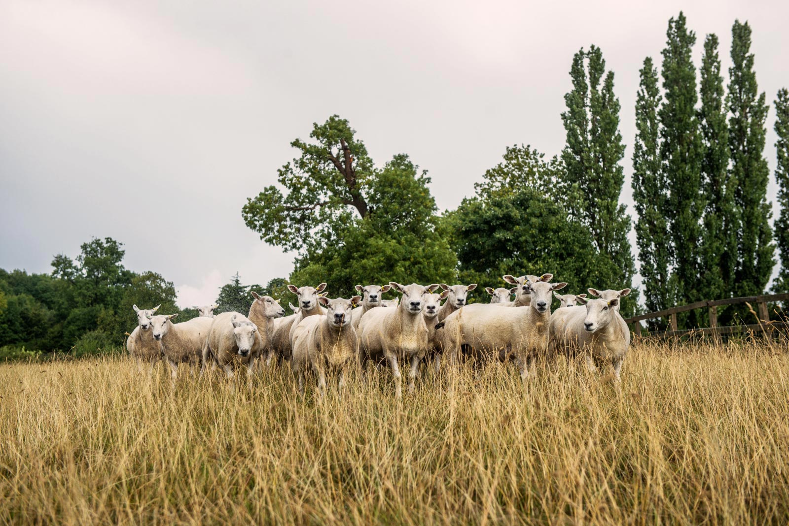 Newnham Hall Farms