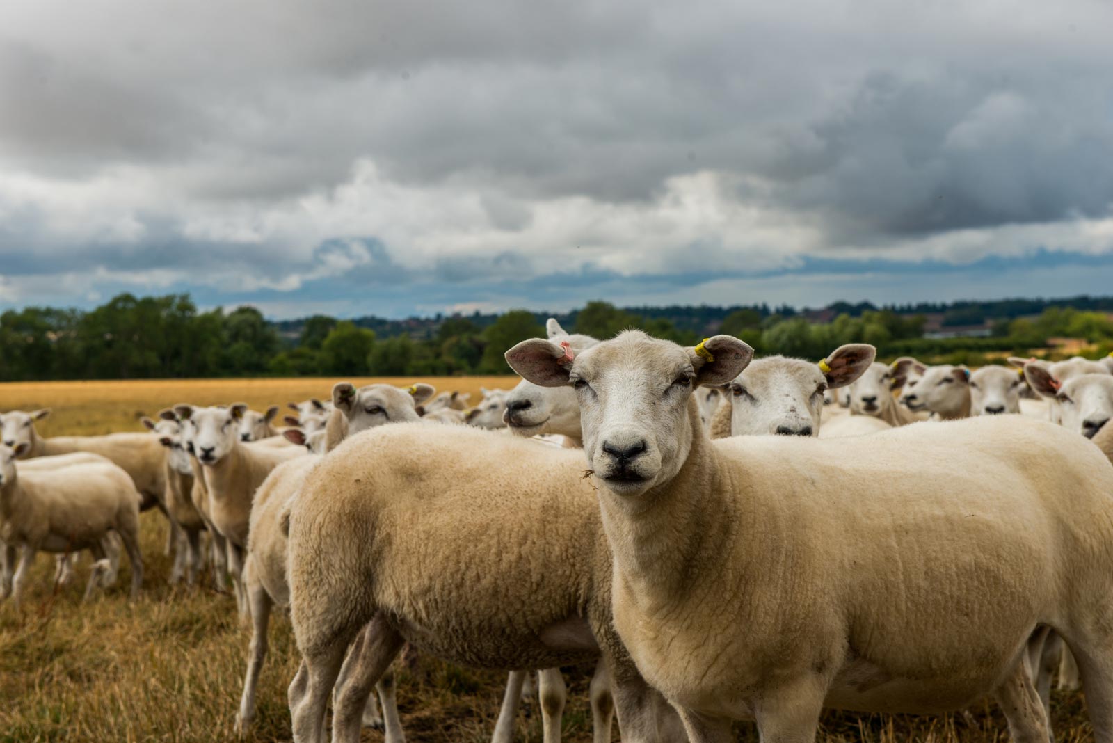 Newnham Hall Farms Lleyn Ewes