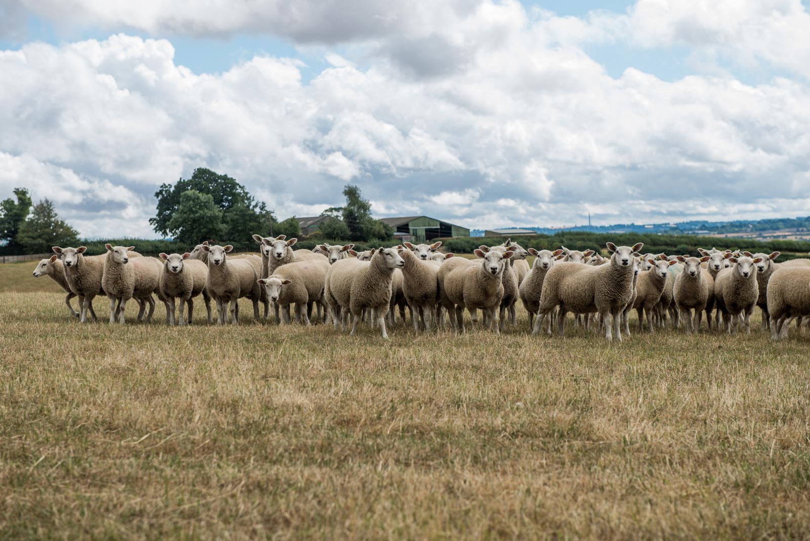 Newnham Ewes