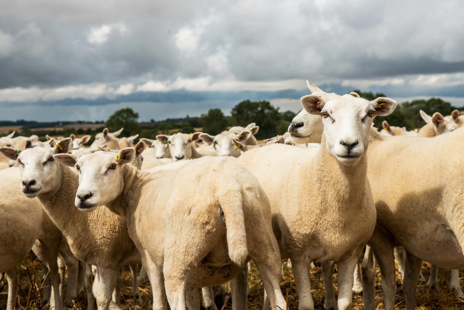 Newnham Hall Farm