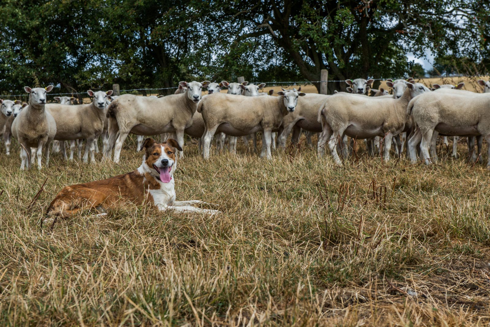 Newnham Hall Farm