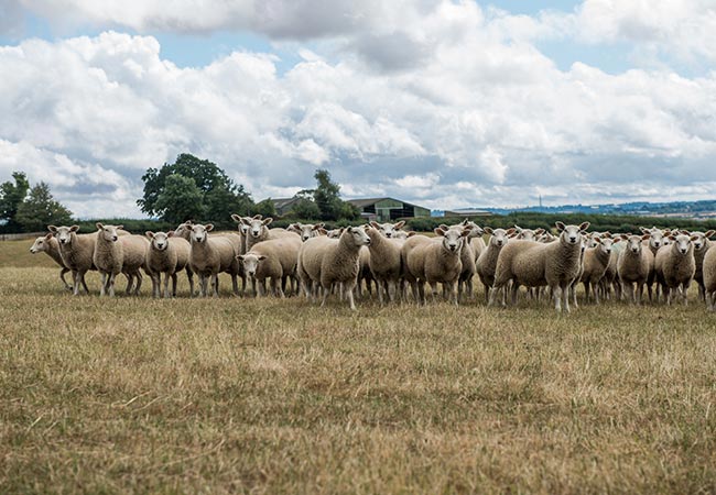 Newnham Stocks
